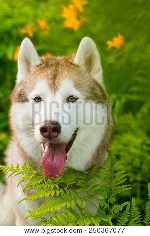 Close-up Portrait Of Cute Beige Dog Breed Siberian Husky With Tonque Hanging Out Sitting In Green Gr