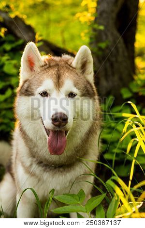 Close-up Image Of Cute Dog Breed Siberian Husky With Tonque Hanging Out Sitting In The Forest At Sun