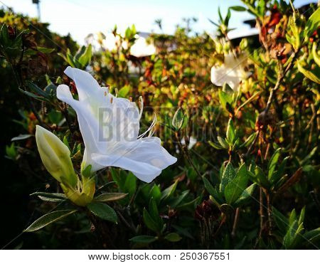Stunning White Flower With Long Interesting Stamens. Colorful And Bright Garden Vegetation Backgroun