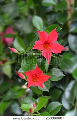 Chilean Jasmine Sundaville Red - Latin Name - Mandevilla Sundaville Red