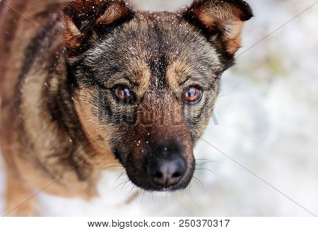 Dog Close-up, Pet, Pet Pitiful Dog Look, Nimal