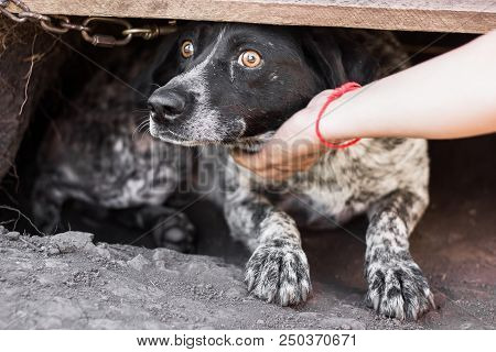 Dog Close-up, Pet, Pet Pitiful Dog Look, Nimal
