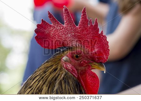 Colorful Rooster Head. Brown Feather, Red Cock. Blurred Background. Macro Photo Shallow Depth Field