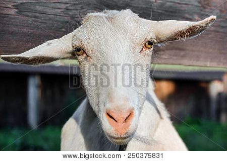 White Goat Looking At The Camera, Funny Goat, The Gaze Of The Goat