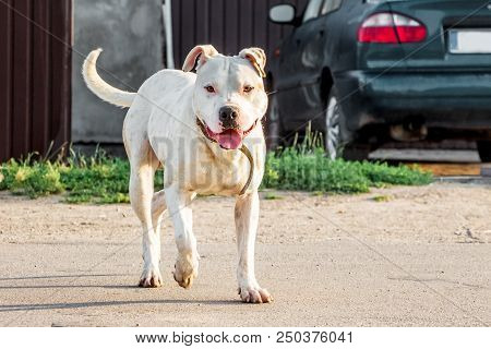 The White Dog Pitbull Running Along The Road Near The Car