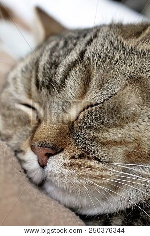 Sleeping Cat Tabi Closeup, Sleeping Pet, Cute Cat
