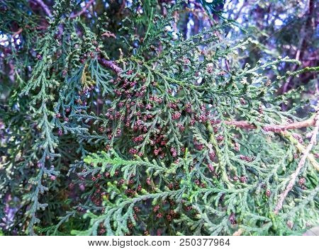 A Branch Of Fir With Small Cones. Coniferous Trees.