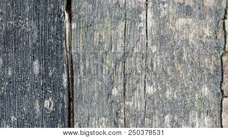 Wood Texture And Background. Cut Tree Trunk Background. Tree Trunk Close Up. Macro View Of Cut Tree 