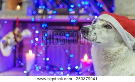 Dog In Santa Claus Hat Looking At The Host .vokrug Lit Colored Lights Garlands.