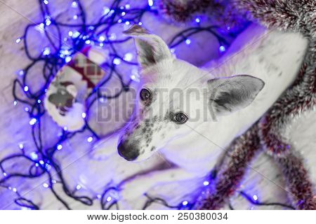 White Dog With A Black Wet Nose Lying On The Floor Dog Lying .vokrug Christmas Tinsel.