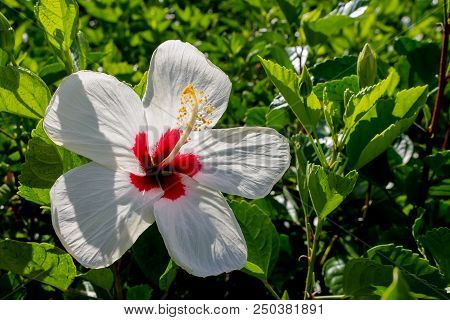 Closeup, Red White Chaba Flower On The Green Trees In Graden Park
