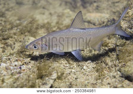 Vimba (vimba Vimba) Underwater Close Up Photography Of A Nice Fish. Freshwater Fish In The Clean Riv