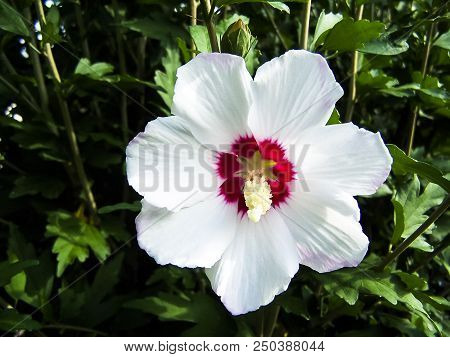 A Flower Of White Hibiscus Syriacus On A Background Of Green Leaves.