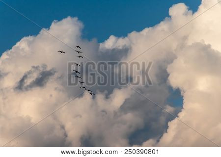 Flock Of Birds Flying In A V-shaped Formation At Sunset Set Against Gorgeous Majestic Clouds In The 
