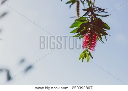 Close-up Of Beautiful Subtropical Callistemon Bottle Brush Plant Shot In Queensland, Australia In Su