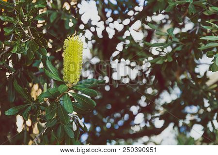 Close-up Of Beautiful Subtropical Banksia Costata Buttle Brush Plant Shot In Queensland, Australia I