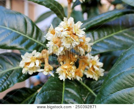 Eriobothria Japanese, Medlar, Lokva, Or Shesek Flowers
