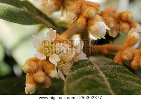 Eriobothria Japanese, Medlar, Lokva, Or Shesek Flowers