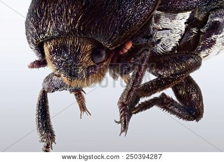 A Extreme Macro Portrait Of A Cockchafer Beetle.