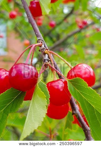 Red Ripe Cherry Fruit On A Tree Branch With Green Leafs.