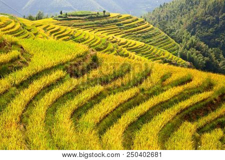 The Longsheng Rice Terraces(Dragon's Backbone) also known as Longji Rice Terraces are located in Longsheng County, about 100 kilometres (62 mi) from Guilin, Guangxi, China