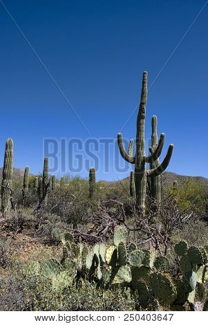 Green Spikey Saguaro Cactus Growing Tall Against The Blue Sky