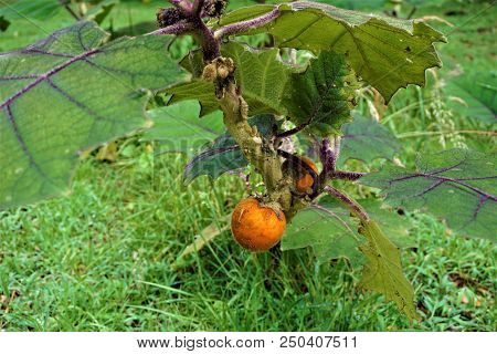 Solanum Quitoense Fruit In Juan Castro Blanco National Park, Costa Rica