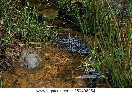 Lithobates Vibicarius Spawn In Juan Castro Blanco National Park, Costa Rica