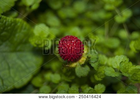 Red Ripe Berry Potentilla Indica Close-up. It Looks Like A Strawberry, But It Has No Taste.