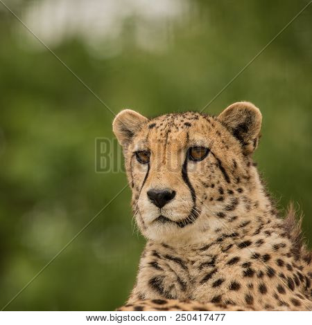 Stunning Intimate Portrait Of Cheetah Acinonyx Jubatus In Colorful Landscape