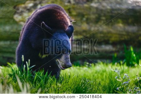 American Black Bear Ursus Americanus In Lush Forest Landscape Setting