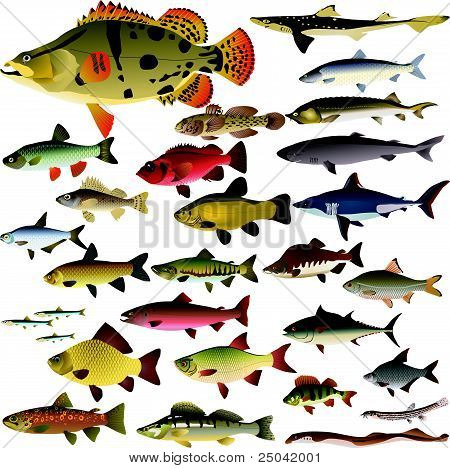 Vector collectie van vis