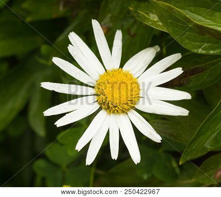 Large Chamomile Flower, Close-up, Marguerite And Floral