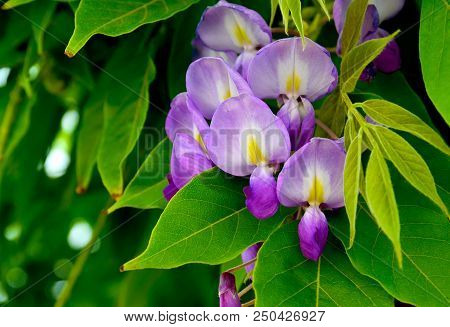 Wisteria Sinensis (glycine De Chine) Flowers In The Garden.is A Genus Of Flowering Plants That Inclu