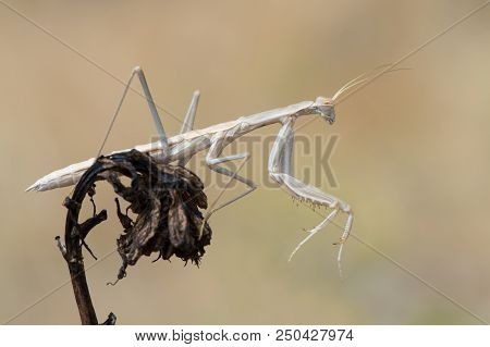 Praying Mantis (rivetina Balcanica) In Rhodes, Greece