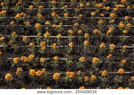 Autumn Orange Flowers On The Land Of Tagetis Bloom In A Row. Perennial Natural Plant