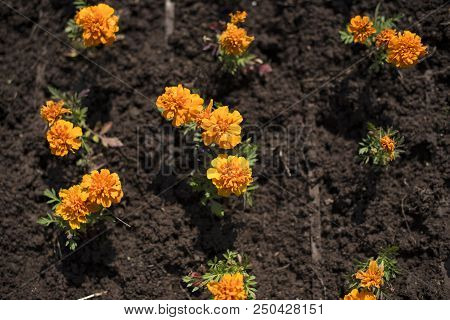Defocus Autumn Orange Flowers On The Land Of Tagetis Bloom In A Row. Perennial Natural Plant