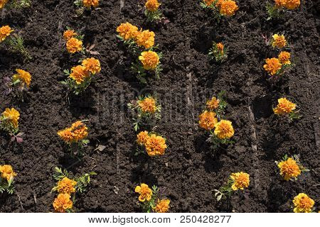 Autumn Orange Flowers On The Land Of Tagetis Bloom In A Row. Perennial Natural Plant
