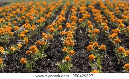 Autumn Orange Flowers On The Land Of Tagetis Bloom In A Row. Perennial Natural Plant