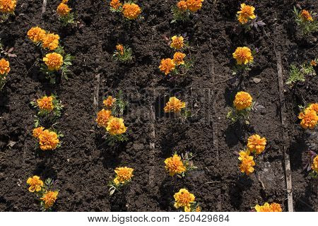 Autumn Orange Flowers On The Land Of Tagetis Bloom In A Row. Perennial Natural Plant