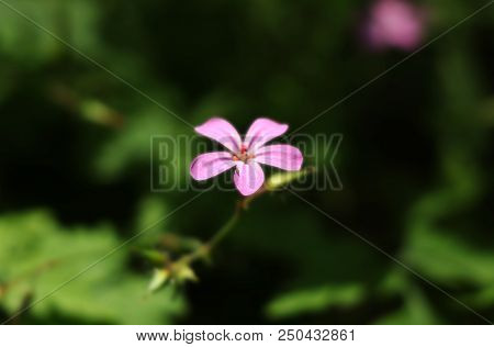 One Of The Most Casual Flower In Europe. Named As Herb-robert, Red Robin Or Death Come Quickly. In S