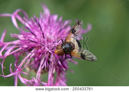 A Volucella Pellucens Sitting And Standing On Red Clover Trying Find Some Sweet.