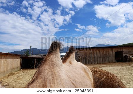 A Part Of Body Of Camel With Him Park And Sky With Clouds. (bactrian Camel)