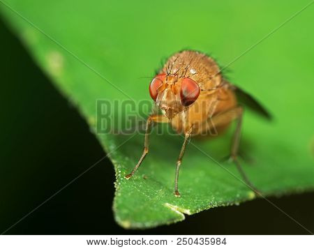 Macro Photography Of Head Of Little Orange Fly On Green Leaf