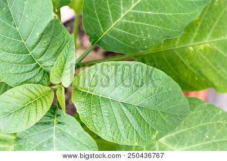 Green Fresh Plant Leaves Closeup, Top View From Above, For Background