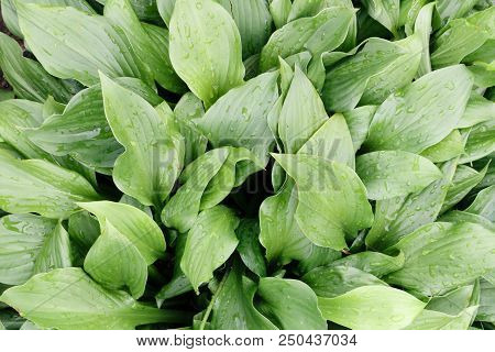 Green Leaf Of Plants With Water Drops, Top View From Above. For Background.