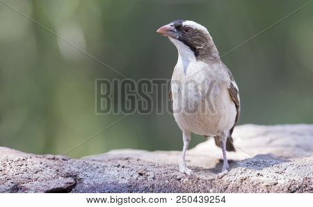 White Browed Sparrow-weaver Drinks Water From A Waterhole In The Kalahari Desert