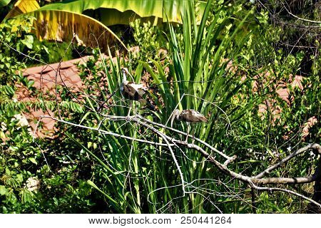 White American Ibis On A Branch In Jaco, Costa Rica