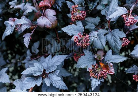 Dark Black Purple Leaves Of Plant With Red Bunches Background, Autumn Walpaper
