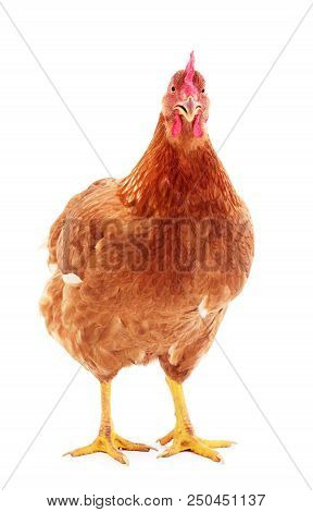 Young Brown Hen Isolated On White Background.